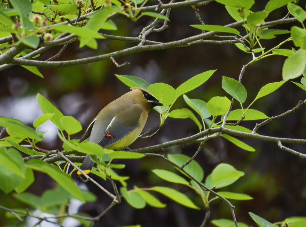Cedar Waxwing