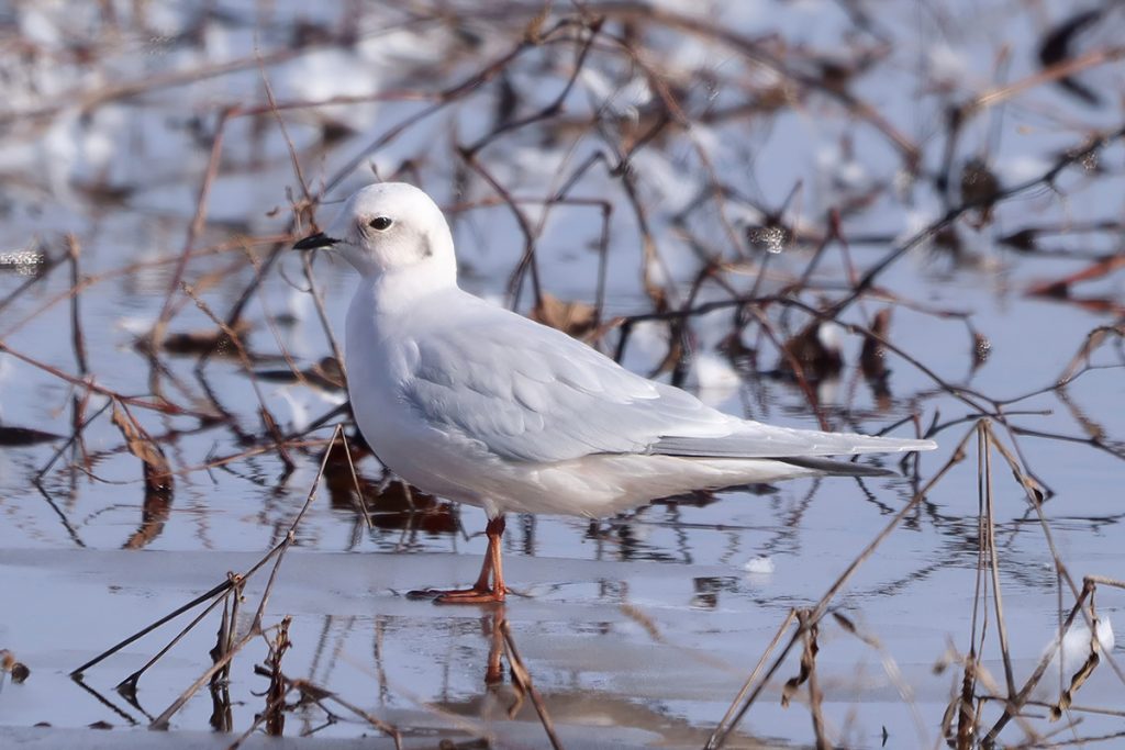 Ross's Gull standing in marsh