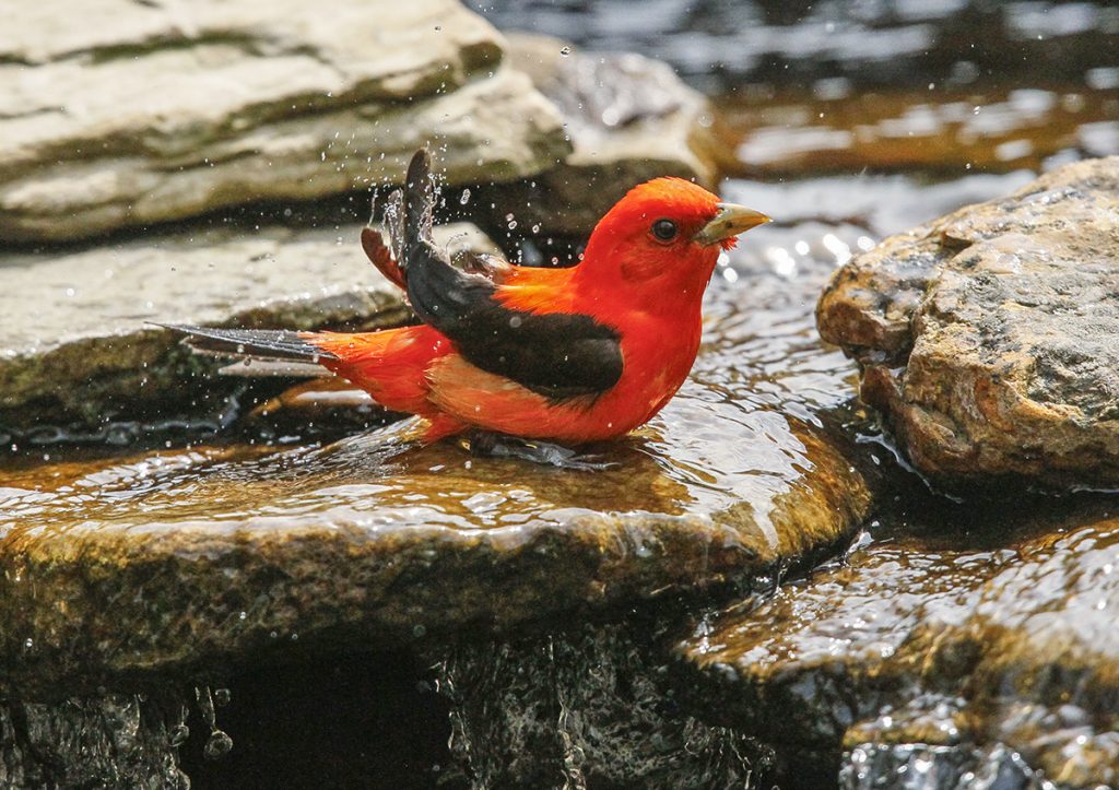 Scarlet Tanager bathing in water garden