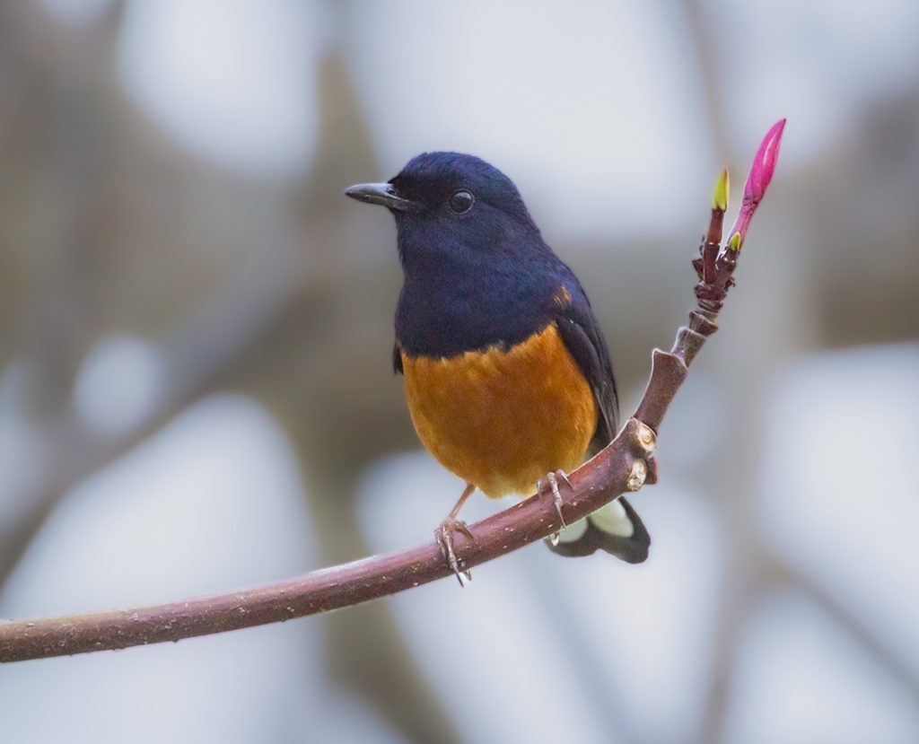 White-rumped Shama
