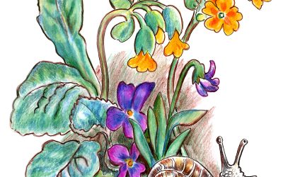 You Can Draw a Garden Snail Submissions
