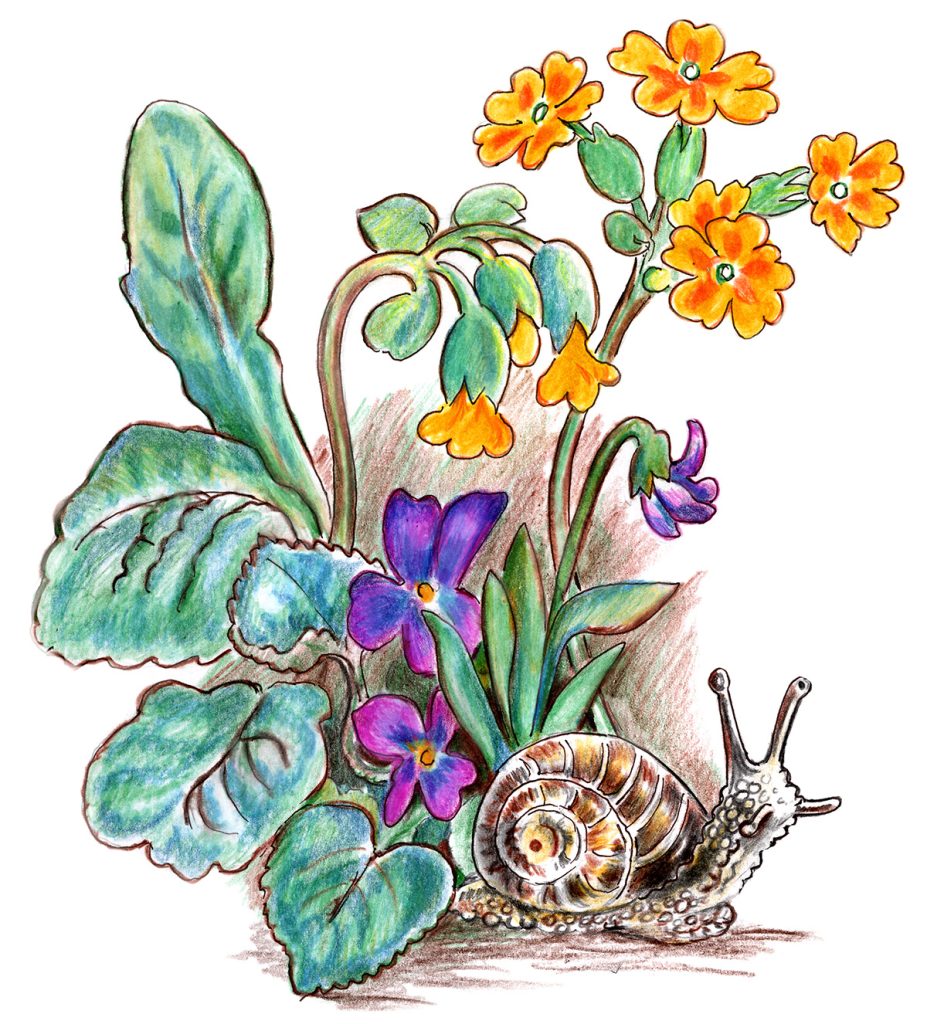 garden snail and flowers colored pencil drawing