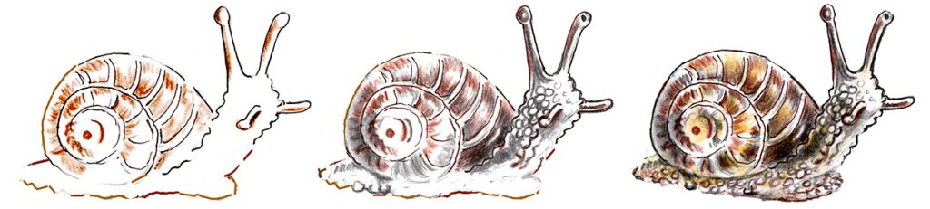 you can draw a garden snail drawing lesson steps 4, 5, 6