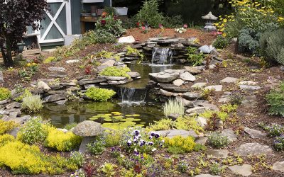 Water Garden for Wildlife