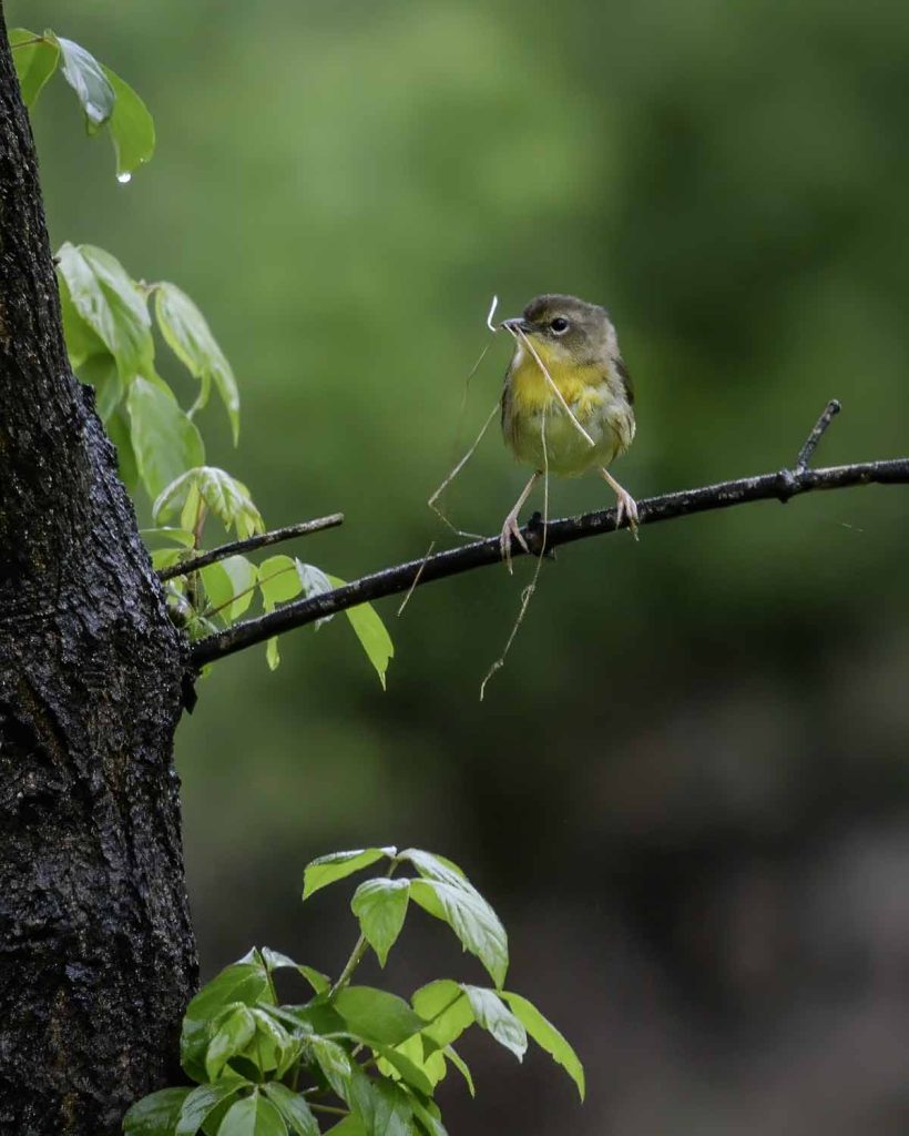 female Common Yellowthroat with nesting material