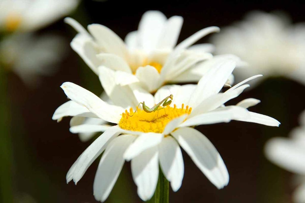 baby praying mantis on daisy