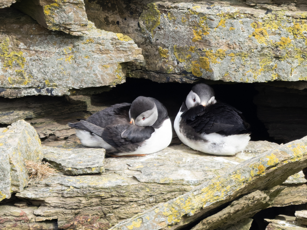 Atlantic Puffins sleeping