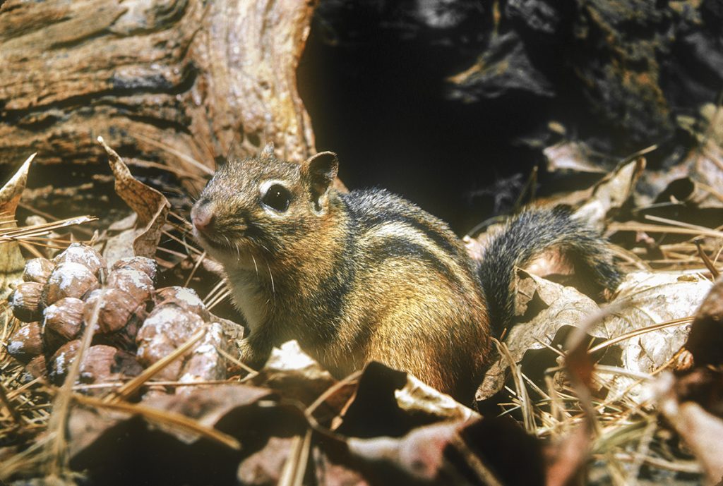 eastern chipmunk