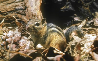 Using a Small-animal Studio