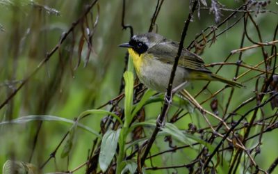 Let’s Take a Hike, August 2025: Common Yellowthroat