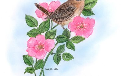 You Can Draw a House Wren Submissions