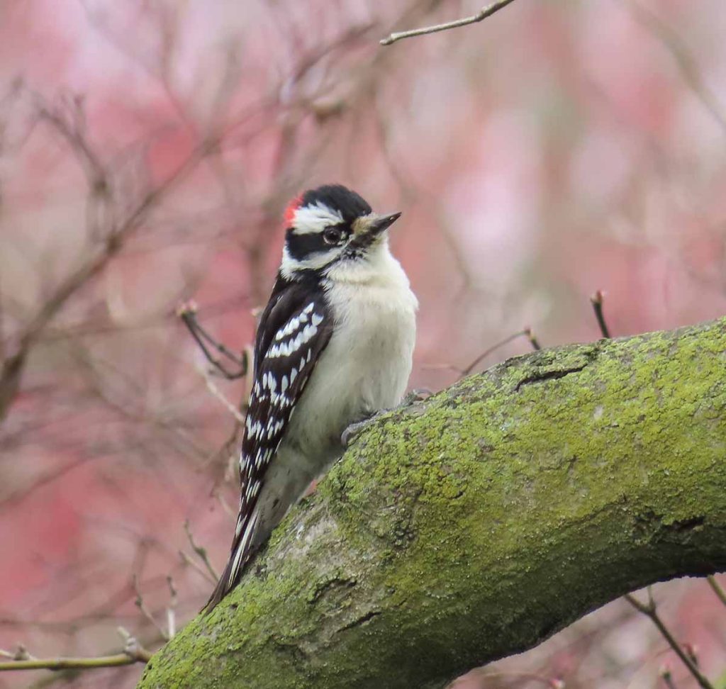 Downy Woodpecker