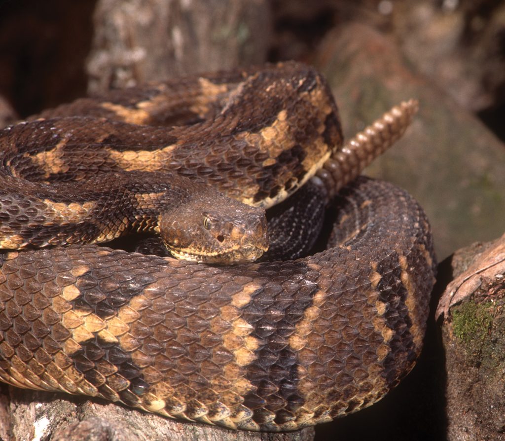 timber rattlesnake