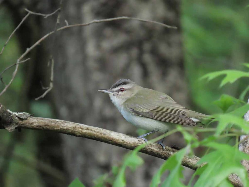 Red-eyed Vireo