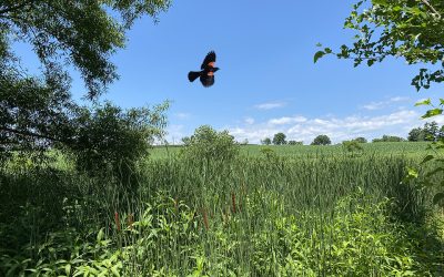 For the Birds