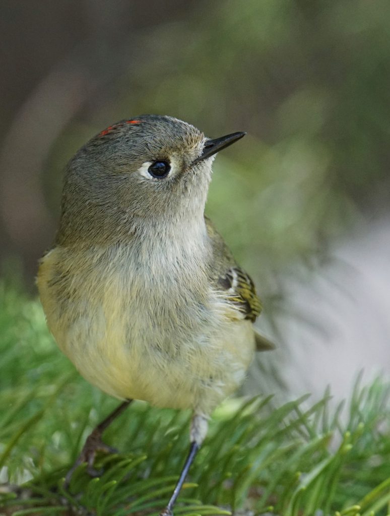 Ruby-crowned Kinglet