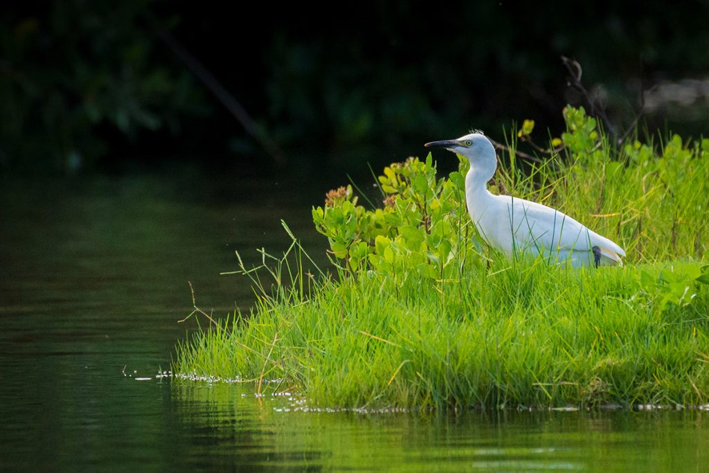 Western Cattle Egret