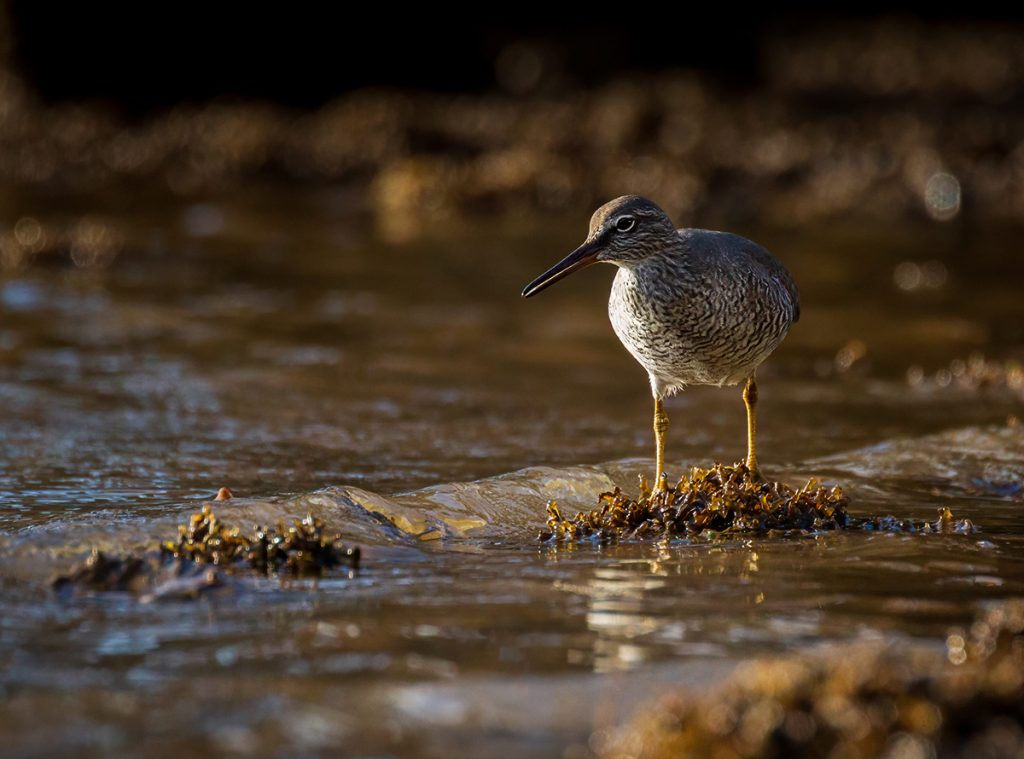 Wandering Tattler