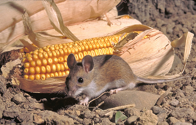 white-footed mouse