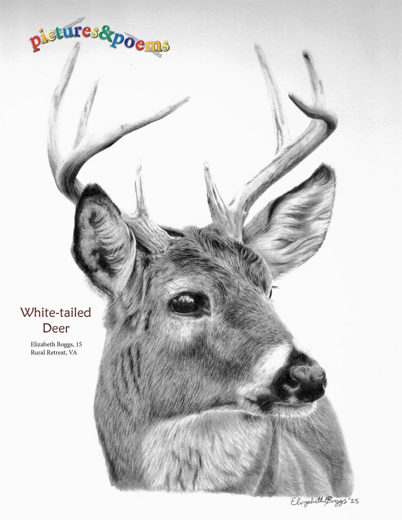 white-tailed deer pencil drawing