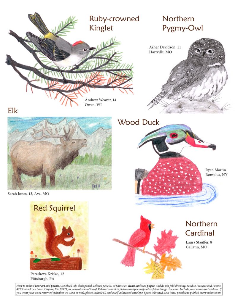 Ruby-crowned Kinglet, Northern Pygmy-Owl, Elk, Wood Duck, Red Squirrel, Northern Cardinal drawings