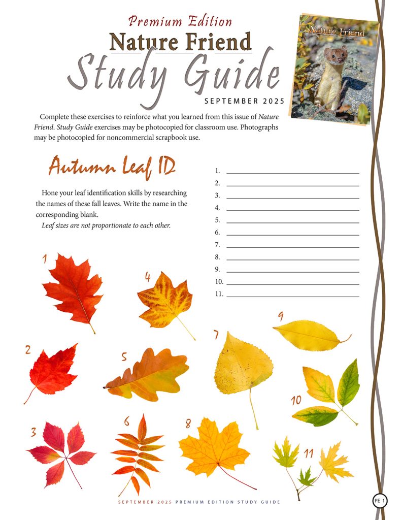 Autumn Leaf ID puzzle