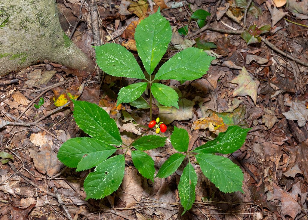American ginseng