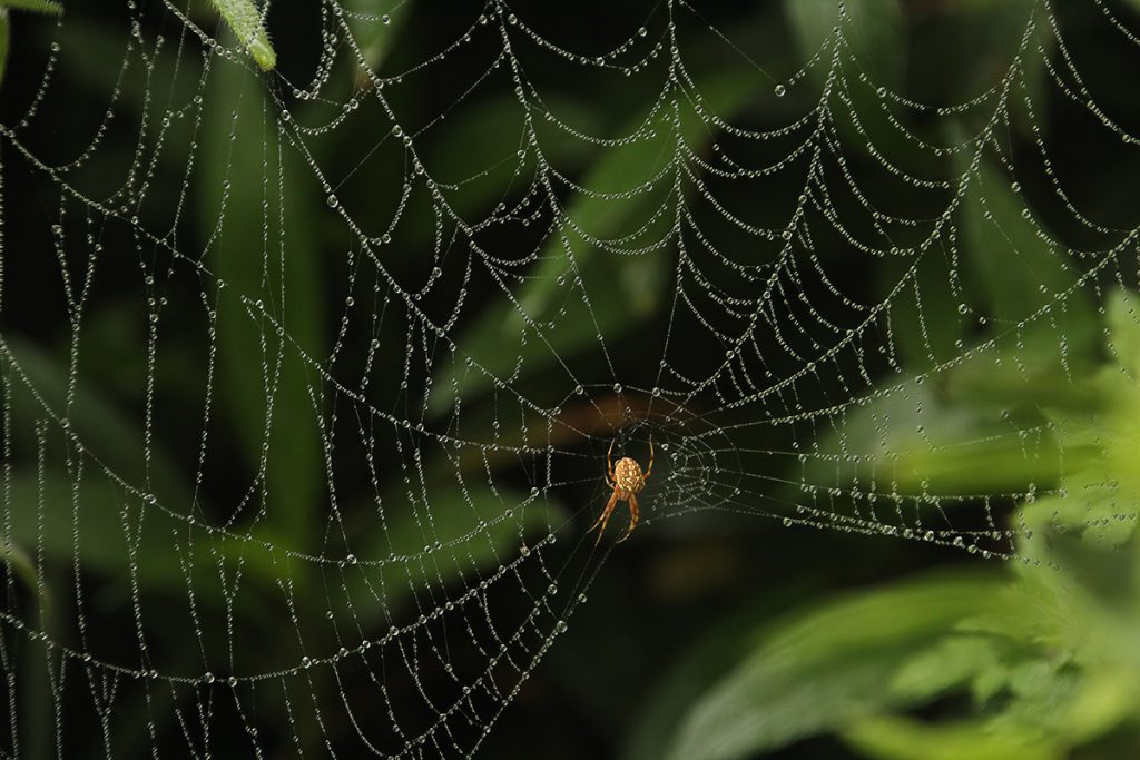 dew-covered spider web