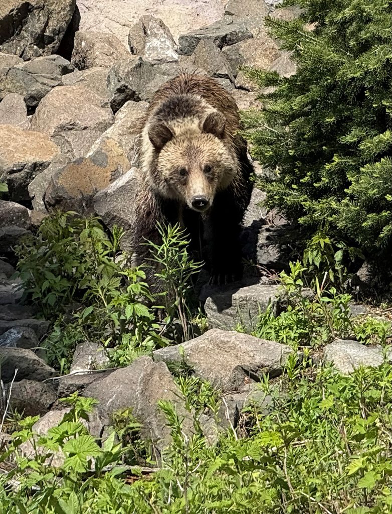 grizzly bear