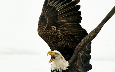 Caption This Eagle