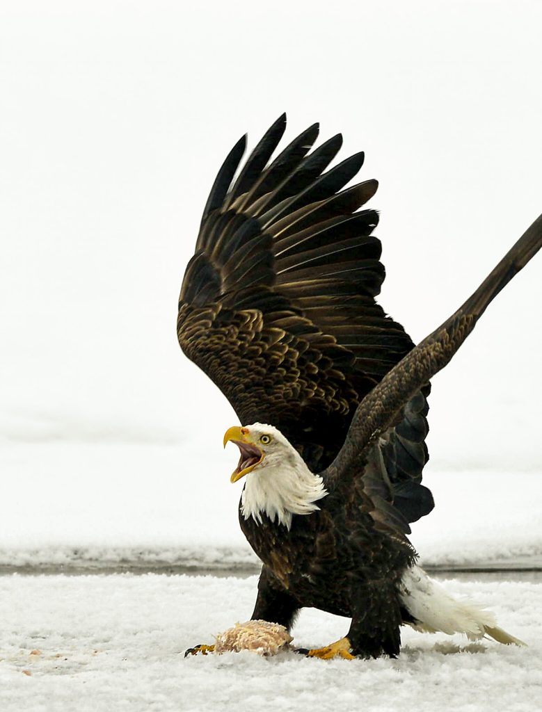 Bald Eagle defending prey