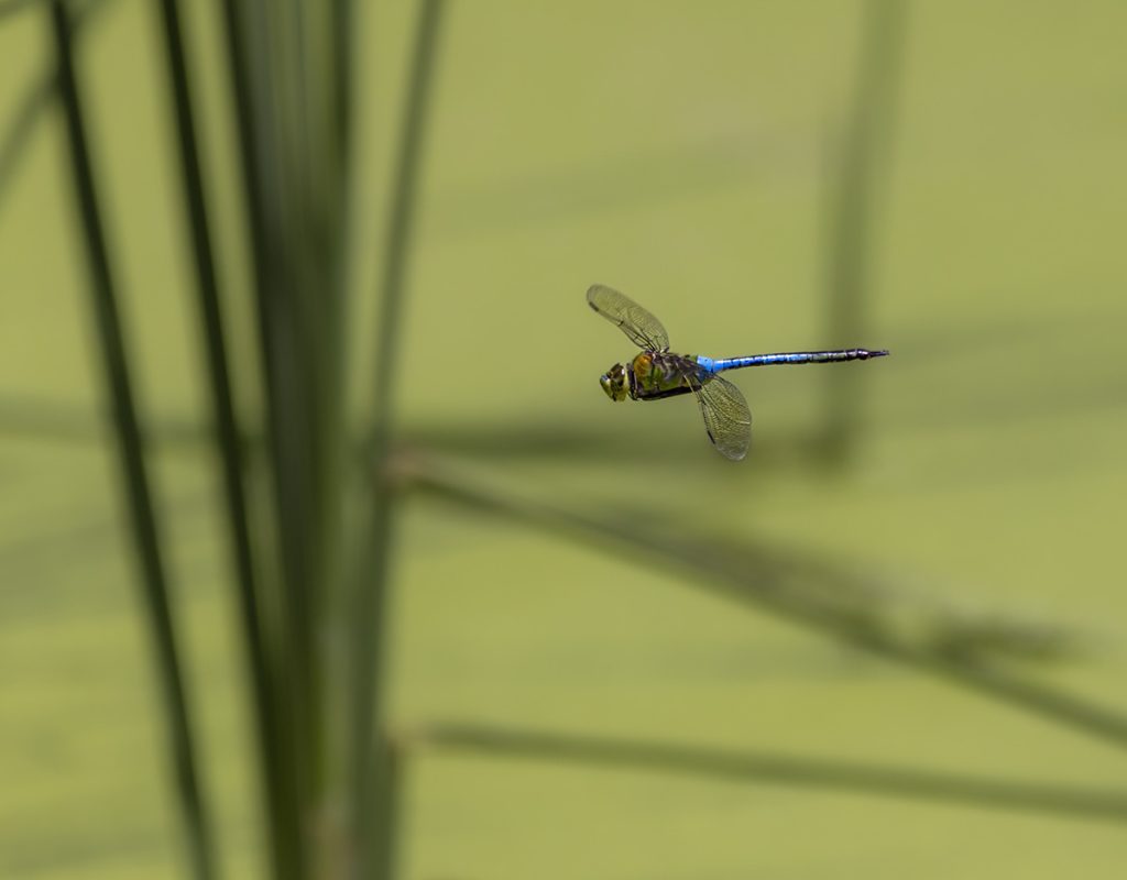 green darner dragonfly