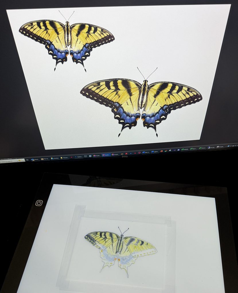 tiger swallowtail drawing and reference photo