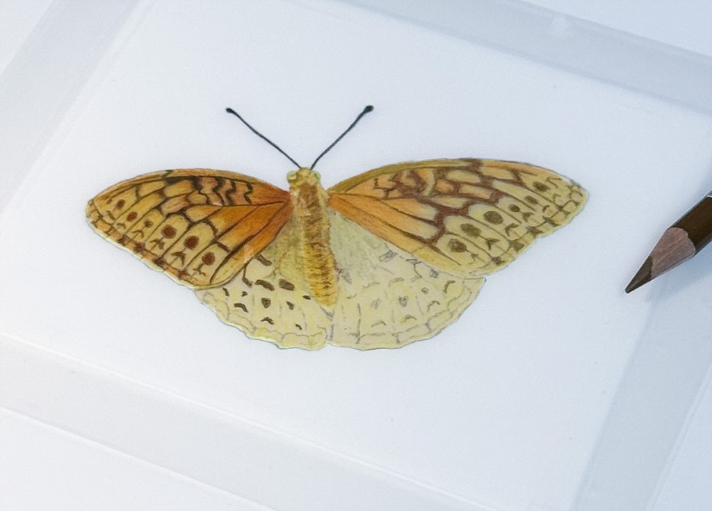 great spangled fritillary colored pencil drawing on light box