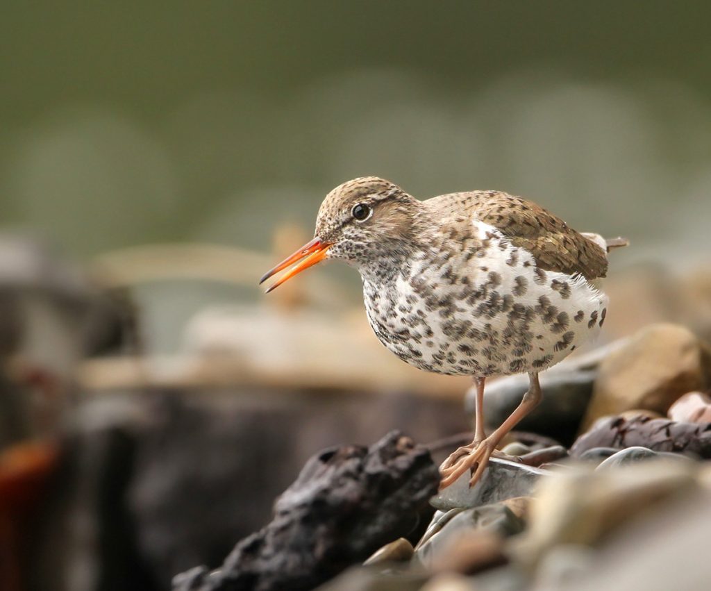 Spotted Sandpiper