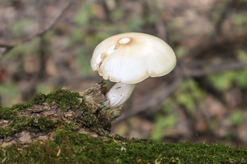 white mushroom