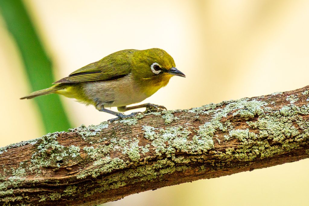 Warbling White-eye