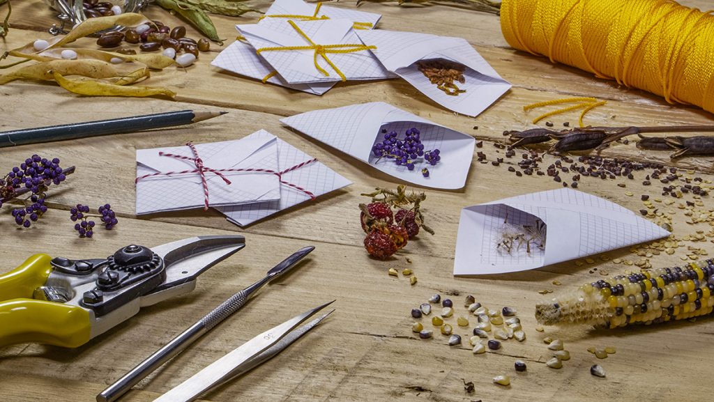 seed harvesting and saving