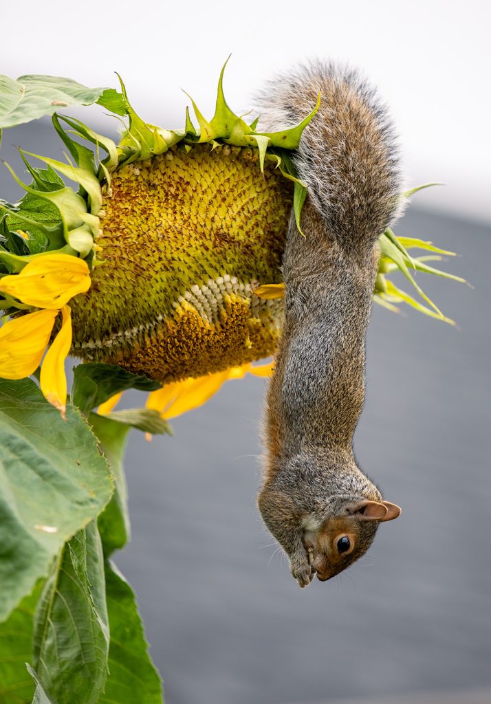 gray squirrel eating sunflower seeds