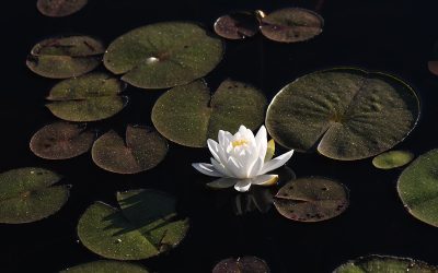 In Which I Saw a Hole in a Lily Pad…
