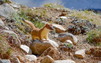 Pop Goes the Weasel