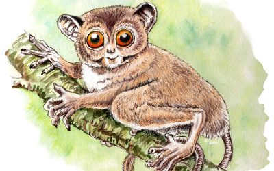 You Can Draw a Tarsier Submissions