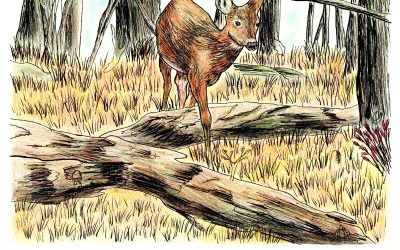 Invisibles, October 2025: Deer