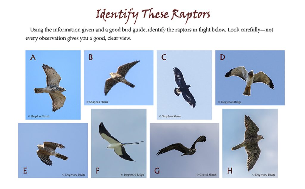 Identify These Raptors bird puzzle