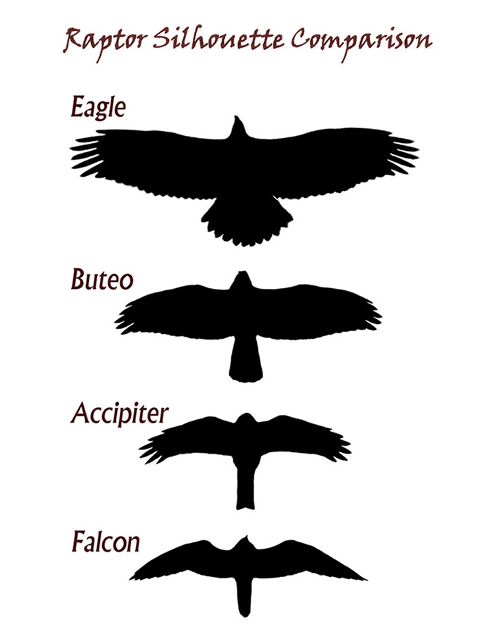 raptor silhouette comparison chart