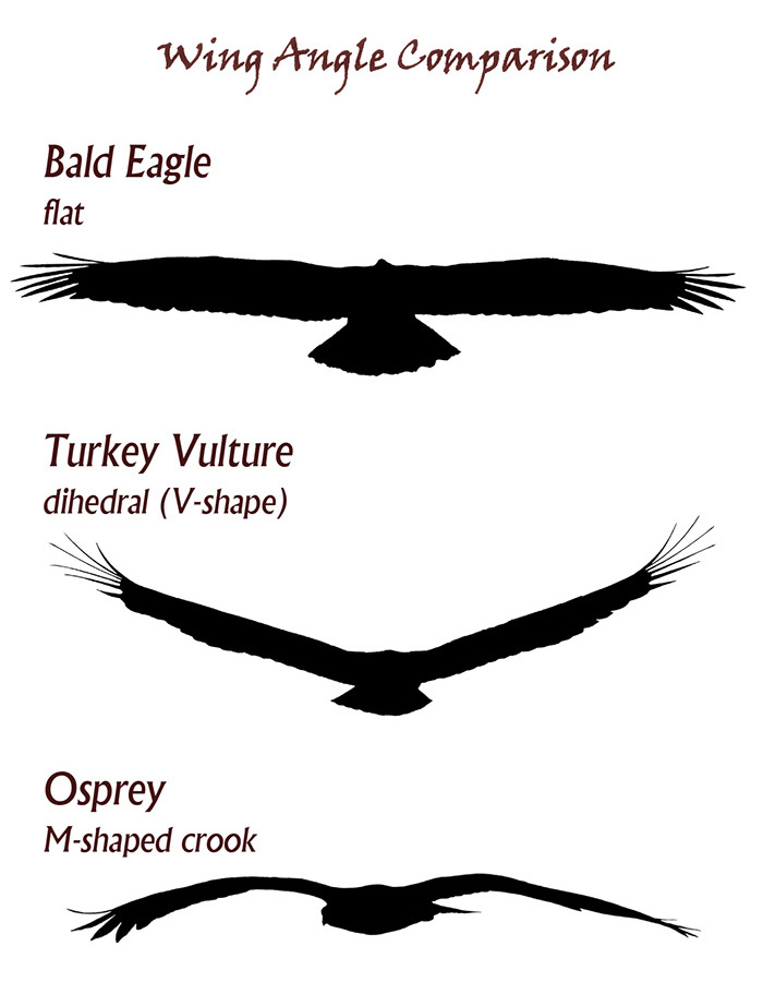 raptor wing angle comparison chart