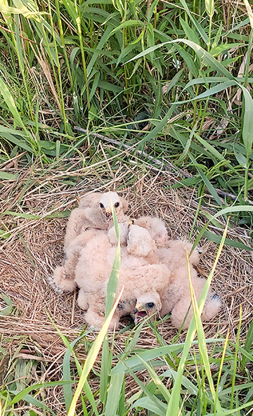 Northern Harrier nest with chicks
