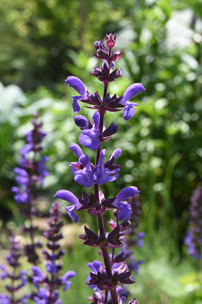 purple wood sage
