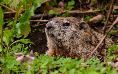 Woodchuck Wanderings