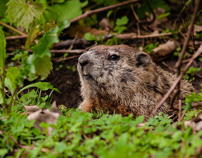 woodchuck